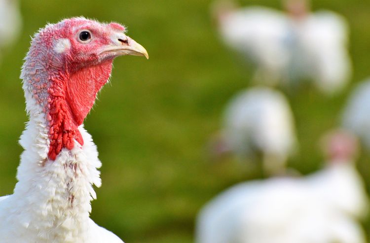 Fresh Turkey - Thanksgiving Reservation (Ontario Pastured Turkey)